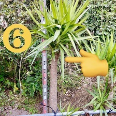 ユッカ　エレファンティペス　青年の木　耐寒　観葉植物