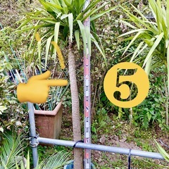 ユッカ　エレファンティペス　青年の木　耐寒　観葉植物