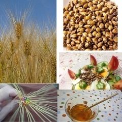 麦まき大豆収穫体験 お昼ははやと農園新米ミネアサヒの試食 