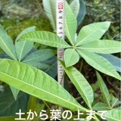 風水では金運の植物　　パキラ苗