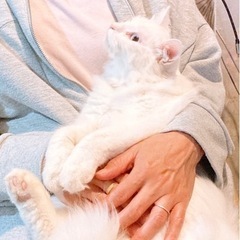 引き続き白猫の里親を探しております。子猫2匹は里親様決定致しました！ - 猫