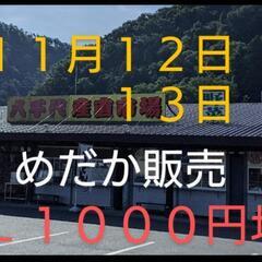 メダカ　ALL １０００円均一