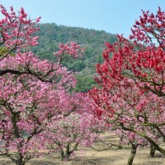 【日払い】【11月20日】愛媛県伊予郡砥部町七折で梅の木の伐採作...