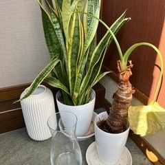 観葉植物と鉢、花瓶セットまとめて