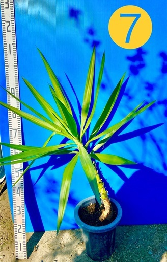 ユッカ　エレファンティペス　青年の木　耐寒　観葉植物