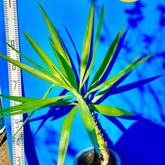 ユッカ　エレファンティペス　青年の木　耐寒　観葉植物