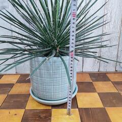 【観葉植物】アガベ　ジェミニフローラ　受皿付