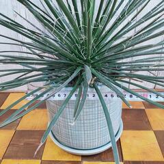 【観葉植物】アガベ　ジェミニフローラ　受皿付