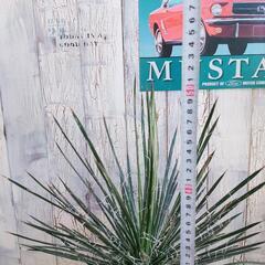 【観葉植物】アガベ　ジェミニフローラ　受皿付