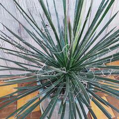 【観葉植物】アガベ　ジェミニフローラ　受皿付