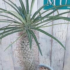 【観葉植物】パキポディウム　ゲアイー　受皿付