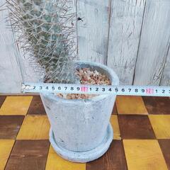 【観葉植物】パキポディウム　ゲアイー　受皿付