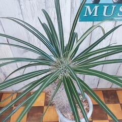 【観葉植物】パキポディウム　ゲアイー　受皿付