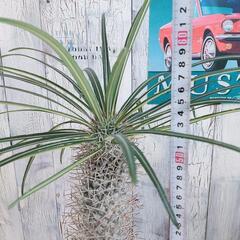 【観葉植物】パキポディウム　ゲアイー　受皿付