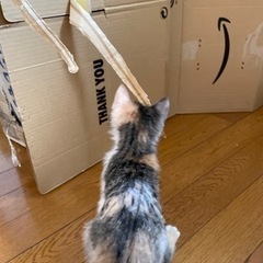 子猫　キジ茶白　2ヶ月 − 沖縄県