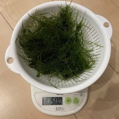 南米ウィローモス50g