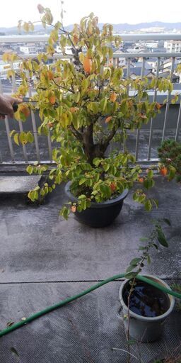盆栽　カリン