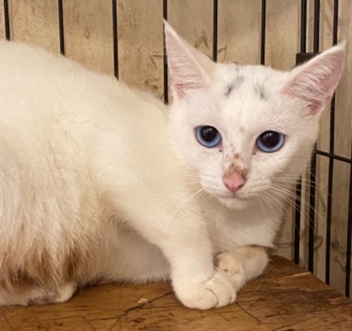 ブルーアイの白猫の女の子 Bibi 手柄の猫の里親募集 ジモティー