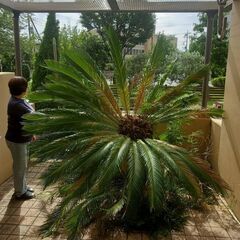 50年物の蘇鉄（ソテツ）