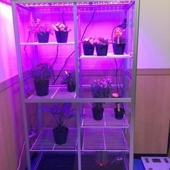 温室栽培ガラスケース