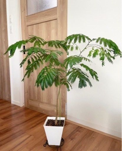 レオパードフラワーブラック ☆エバーフレッシュ☆1メートル5センチ