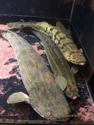 ポリプテルス　熱帯魚　エンドリ　エンドリケリー