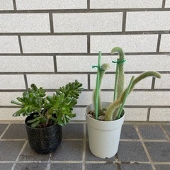 ちょっと変わったサボテンと多肉植物！