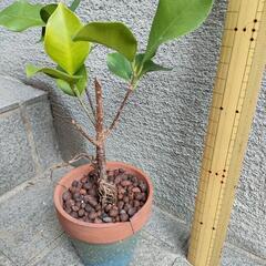 ガジュマルの木🌲挿し木大きめ苗①　観葉植物