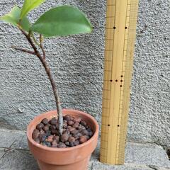 ガジュマルの木🌲②ミニ苗　　　　　観葉植物