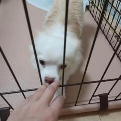 新しい飼い主さんをを探してます。