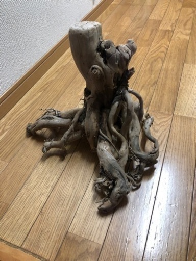 天然根流木(珍しい形)