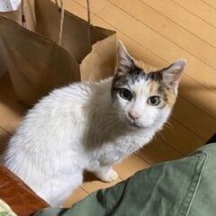 シニア美猫、三毛のサラちゃん - 豊島区