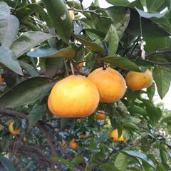 みかん、柚子の収穫体験