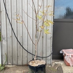 セイヨウニンジンボク　青紫花　落葉中