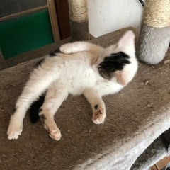 野良猫の子猫を保護しました。