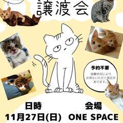 保護猫譲渡会@ONE SPACE
