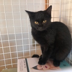 保護子猫 キャビアちゃん(仮) 黒猫