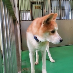 飼主返還　🆘保健所収容🐶柴犬くらいの穏やか優しいシニア君が本当の家族を待ってます🍀【県外譲渡可】 - 犬