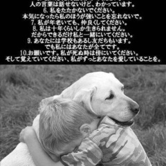 飼主返還　🆘保健所収容🐶柴犬くらいの穏やか優しいシニア君が本当の家族を待ってます🍀【県外譲渡可】 - 里親募集