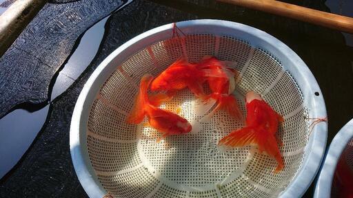 金魚  特大江戸川琉金