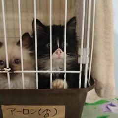 近所の野良猫が、産んだ仔猫ちゃんです。少し長毛だと思います。 − 沖縄県