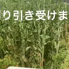 草刈り引き受けます♪