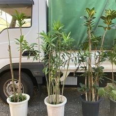 🌱使わなくなった観葉植物達🌱