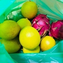 無農薬レモンとドラゴンフルーツ赤1個50円