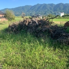 庭木の抜根、処分まで行います。