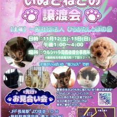 保護猫、犬の譲渡会