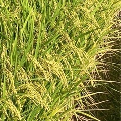 小野市内の農家のお米　令和5年産　ヒノヒカリ　玄米