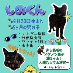 生後6ヶ月半位　少し長毛で性格もとっても良い子のしの君【11/2...