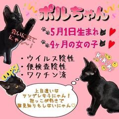 生後6ヶ月位　上目遣いがチャームポイントな黒猫のポルちゃん【11...