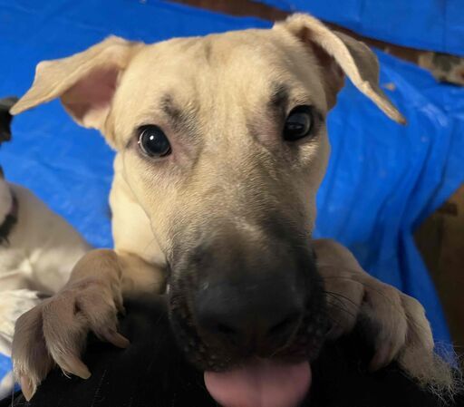 まだまだ子犬なやんちゃ君 大型犬のハーフの男の子です Iio 八千代の犬の里親募集 ジモティー まだまだ子犬なやんちゃ君 大型犬のハーフの男の子です Iio 八千代の犬の里親募集 ジモティー